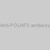 Anti-POU4F3 antibody